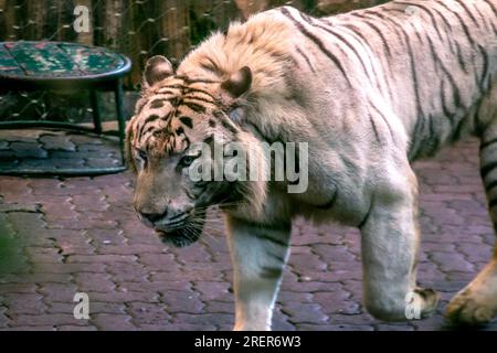 Bogor, Indonesien. 29. Juli 2023. Am 29. Juli 2023 wird am Internationalen Tigertag in Taman Safari Indonesia Bogor, West Java, Indonesien, ein weißer Bengaltiger gesehen. Weiße bengalische Tiger sind extrem selten, da ihre Fellfarbe von einem rezessiven Gen abhängt, das von ihren Eltern weitergegeben wird. (Foto: Andi M Ridwan/INA Photo Agency/Sipa USA) Guthaben: SIPA USA/Alamy Live News Stockfoto