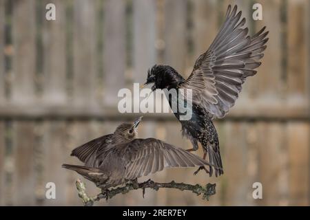 Starling (Allgemein) Stockfoto