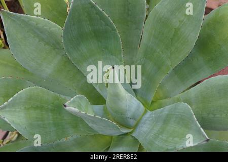 Ausschnitt von Agave Hurters, Sukkulenten aus der Familie der Asparagaceae. Stockfoto