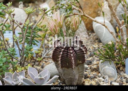 Kakteen im Lateinischen gymnocalycium mihanovichii mit brauner Pigmentierung. Stockfoto