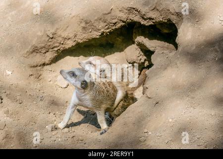 Erdmännchen (Suricata suricatta) im Szeged Wildlife Park, Ungarn Stockfoto