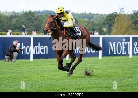 Ascot Racecourse, Berkshire, Großbritannien. 29. Juli 2023 Rosallion und Sean Levey gewinnen die gelisteten Flexjet Pat Eddery Stakes für Trainer Richard Hannon und Eigentümer Scheich Mohammed Obaid Al Maktoum Stockfoto