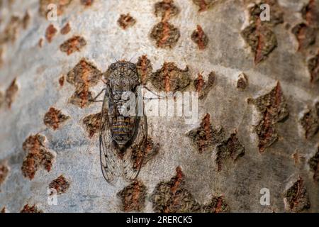 Eine Cicada auf dem Stamm eines großen Baumes in der Sommersaison Stockfoto