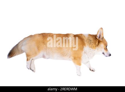 Der Corgi-Hund liegt auf weißem Hintergrund Stockfoto
