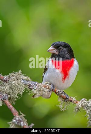 Ein erwachsener männlicher Rosenschnabel (Pheucticus ludovicianus) in hellem Frühlingsgefieder auf einem Flechtenzweig mit grünem Hintergrund. Stockfoto