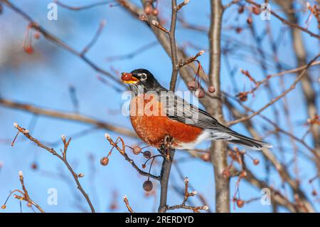 Ein amerikanischer Robin (Turdus migratorius), ein Mitglied der Familie Thrush, isst im späten Winter Krabben-Apfelbeeren. Stockfoto