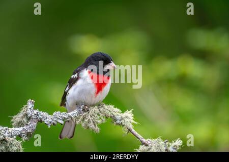 Ein bunter männlicher Rosenschnabel in Zuchthupferei, hoch oben auf einem mit Flechten bedeckten Ast. Stockfoto