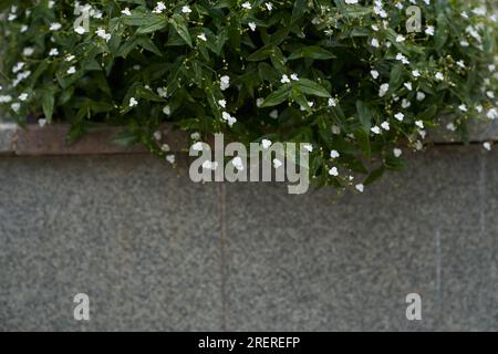 Blühen von kleinen weißen Blumen in einem Blumenbeet. Ruhige Frühling-Sommer-Natur aus nächster Nähe über einer Steinmauer mit Platz zum Kopieren. Hochwertiges Foto Stockfoto