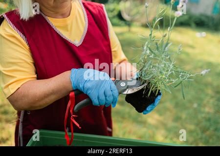 Anbau und Pflege von französischem Lavendel. Die Hände eines Gärtners in Handschuhen schneiden Lavendelblüten mit einer Nahaufnahme des Hochentaster. Pflege und Kultivierung von Stockfoto