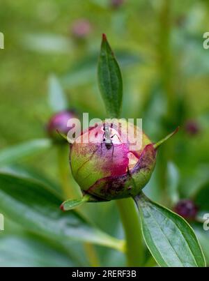 Ameisen krabbeln auf einer Pfingstrose in einem Frühlingsgarten Stockfoto