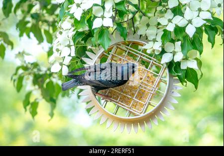 Ein gewöhnlicher Starling, auch als europäischer Starling bezeichnet, isst gerne Suet in einem Hinterhof in Michigan, USA Stockfoto