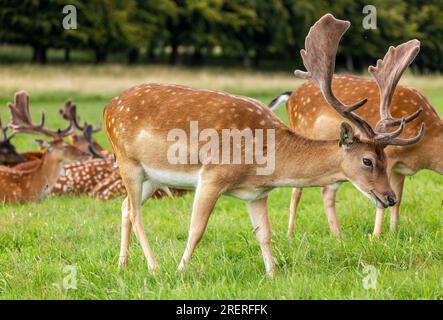 Hirschblütenhirsch „Dama dama“, mit großen Geweihen bedeckt mit Samt, weidendes grünes Gras. Phoenix Park, Dublin, Irland Stockfoto