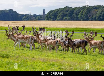 Hirschblütenhirsche mit großen Geweihen, die auf dem Grasfeld im Phoenix Park laufen. Herde männlicher wilder Säugetiere „Dama dama“. Dublin, Irland Stockfoto