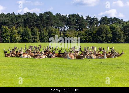 Herde von Damwild „Dama dama“, die im Kreis auf Gras sitzt. Alles männliche Kröten mit wunderbarem Geweih. Phoenix Park, Dublin, Irland Stockfoto