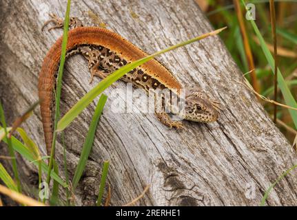 Doeberitzer Heide, Deutschland. 25. Juli 2023. 25.07.2023, Doeberitzer Heide. Eine weibliche Zaunechse (Lacerta agilis), die kurz davor steht, sich zu häuten, liegt in der Sonne auf einem alten Holzstück in Doeberitz Heath, nördlich von Potsdam und westlich von Berlin. In der Heidelandschaft auf dem ehemaligen militärischen Trainingsgebiet Doeberitz, das heute ein Naturschutzgebiet ist, finden die Eidechsen ideale Bedingungen. Kredit: Wolfram Steinberg/dpa Kredit: Wolfram Steinberg/dpa/Alamy Live News Stockfoto