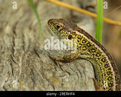 Doeberitzer Heide, Deutschland. 25. Juli 2023. 25.07.2023, Doeberitzer Heide. Eine männliche Zaunechse (Lacerta agilis) sitzt in der Sonne auf einem alten Holzstück in Doeberitz Heath, nördlich von Potsdam und westlich von Berlin. In der Heidelandschaft auf dem ehemaligen militärischen Trainingsgebiet Doeberitz, das heute ein Naturschutzgebiet ist, finden die Eidechsen ideale Bedingungen. Kredit: Wolfram Steinberg/dpa Kredit: Wolfram Steinberg/dpa/Alamy Live News Stockfoto