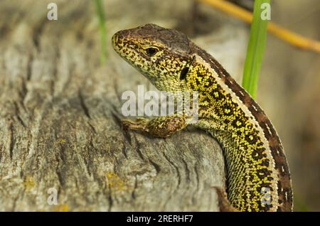 Doeberitzer Heide, Deutschland. 25. Juli 2023. 25.07.2023, Doeberitzer Heide. Eine männliche Zaunechse (Lacerta agilis) sitzt in der Sonne auf einem alten Holzstück in Doeberitz Heath, nördlich von Potsdam und westlich von Berlin. In der Heidelandschaft auf dem ehemaligen militärischen Trainingsgebiet Doeberitz, das heute ein Naturschutzgebiet ist, finden die Eidechsen ideale Bedingungen. Kredit: Wolfram Steinberg/dpa Kredit: Wolfram Steinberg/dpa/Alamy Live News Stockfoto