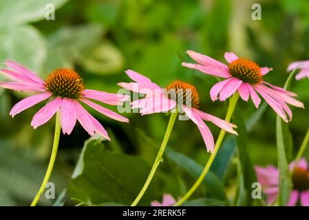 Lila Koneflowers an einem Sommertag. Stockfoto