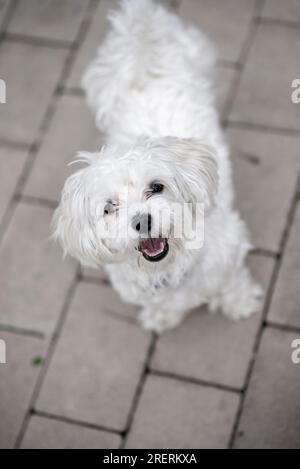 Netter maltesischer Hund, Haustier, weißer Welpe im Garten, verspielt, liebevoll, lebhaft, intelligenter süßer kleiner Hund, ausgezeichnetes pelziges Familienmitglied Stockfoto