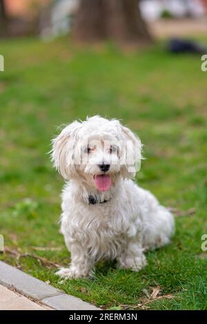 Netter maltesischer Hund, Haustier, weißer Welpe im Garten, verspielt, liebevoll, lebhaft, intelligenter süßer kleiner Hund, ausgezeichnetes pelziges Familienmitglied Stockfoto