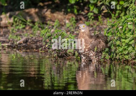 Europäischer Honigbuzzard (Pernis apivorus), der während einer Hitzewelle in einem Teich trinkt. Bas-Rhin, Collectivite europeenne d'Alsace, Grand Est, Frankreich. Stockfoto