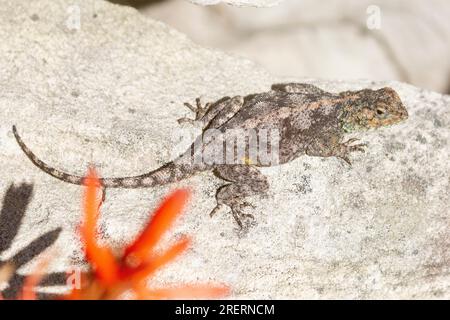 African Rock Agama oder Southern Rock Agama (Agama atra), Rooi Els, Rooiels, Rooi-Els, Westkap Südafrika Stockfoto