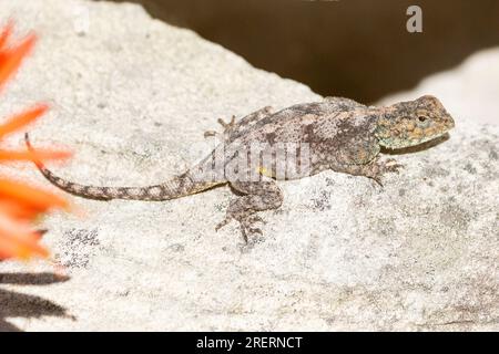 African Rock Agama oder Southern Rock Agama (Agama atra), Rooi Els, Rooiels, Rooi-Els, Westkap Südafrika Stockfoto