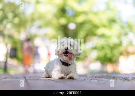 Netter maltesischer Hund, Haustier, weißer Welpe im Garten, verspielt, liebevoll, lebhaft, intelligenter süßer kleiner Hund, ausgezeichnetes pelziges Familienmitglied Stockfoto