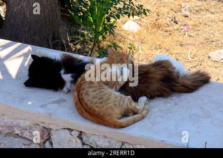 Zwei schroffe Katzen schlafen auf einer Mauer, Tilos Insel, Dodekanesische Inselgruppe. Griechenland, Juli 2023. Stockfoto
