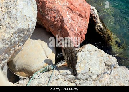 Junger Kormoran - phalacrocorax carbo - ruht auf einem Felsen, Tilos Insel, Dodekanesische Inselgruppe. Griechenland, Juli 2023 Stockfoto