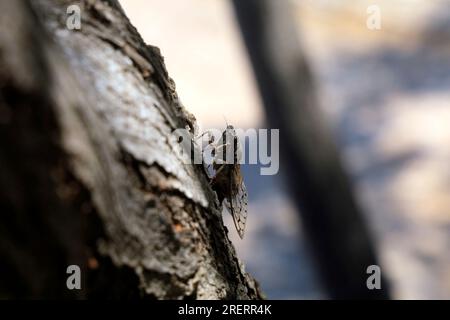 Zikada auf einem Baum, Insel Tilos, Inselgruppe Dodekanes. Griechenland, Juli 2023 Stockfoto