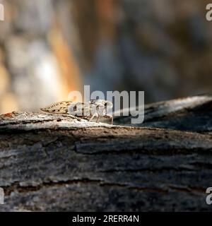 Zikada auf einem Baum, Insel Tilos, Inselgruppe Dodekanes. Griechenland, Juli 2023 Stockfoto