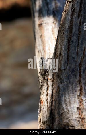 Cicada auf einem Baum, Tilos Insel, Dodekanesische Inselgruppe. Griechenland, Juli 2023. Zyl Stockfoto