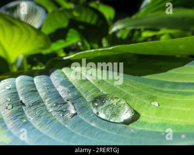 Dewdrop sitzt auf einem üppigen grünen Blatt in einer tropischen Umgebung und glitzert in der Abendsonne Stockfoto