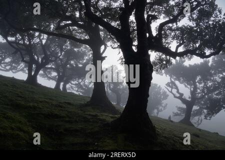 Fanal-Wald auf Madeira, ein mystischer und magischer Ort in Porto Moniz, hundertjähriger Lorbeerwald der Laurissilva, Laurissi Stockfoto