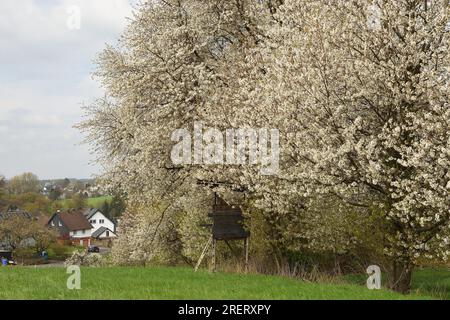 Frühlingsblüten auf den Bäumen am Rande eines ländlichen Dorfes im Bergischen Land. Stockfoto