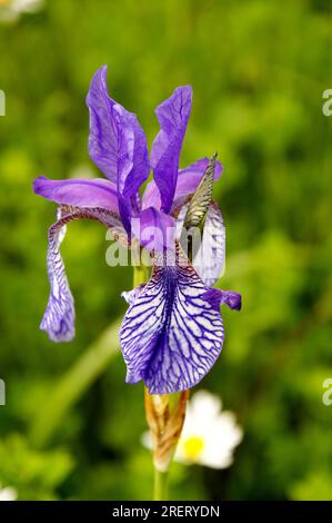 Sibirische Iris (Iris siberica) auf der Wiese in Au am Zürichsee Stockfoto