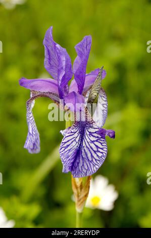 Sibirische Iris (Iris siberica) auf der Wiese in Au am Zürichsee Stockfoto