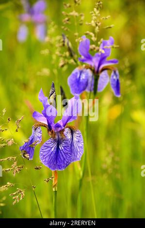 Sibirische Iris (Iris siberica) auf der Wiese in Au am Zürichsee Stockfoto