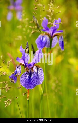 Sibirische Iris (Iris siberica) auf der Wiese in Au am Zürichsee Stockfoto