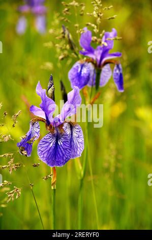 Sibirische Iris (Iris siberica) auf der Wiese in Au am Zürichsee Stockfoto