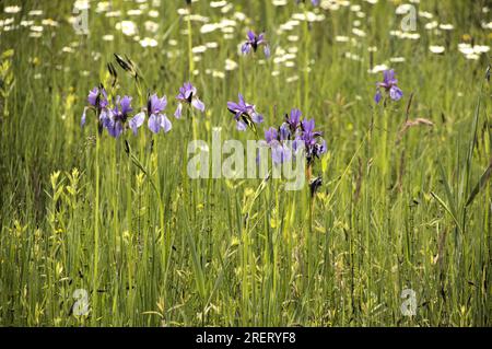 Sibirische Iris (Iris siberica) auf der Wiese in Au am Zürichsee Stockfoto