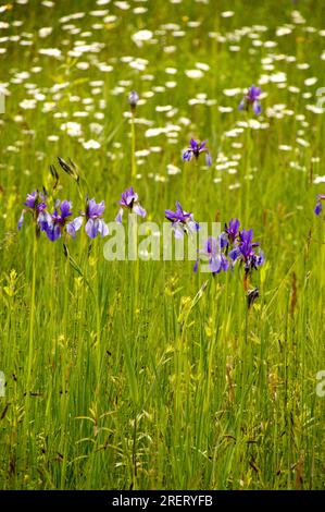 Sibirische Iris (Iris siberica) auf der Wiese in Au am Zürichsee Stockfoto