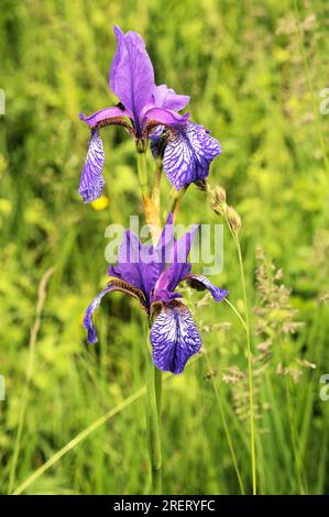 Sibirische Iris (Iris siberica) auf der Wiese in Au am Zürichsee Stockfoto