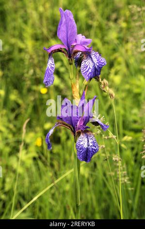 Sibirische Iris (Iris siberica) auf der Wiese in Au am Zürichsee Stockfoto