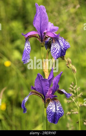 Sibirische Iris (Iris siberica) auf der Wiese in Au am Zürichsee Stockfoto