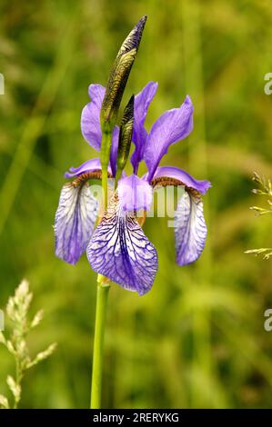 Sibirische Iris (Iris siberica) auf der Wiese in Au am Zürichsee Stockfoto