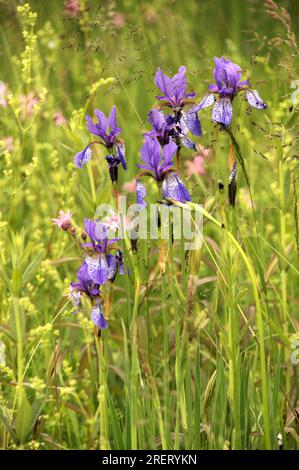 Sibirische Iris (Iris siberica) auf der Wiese in Au am Zürichsee Stockfoto