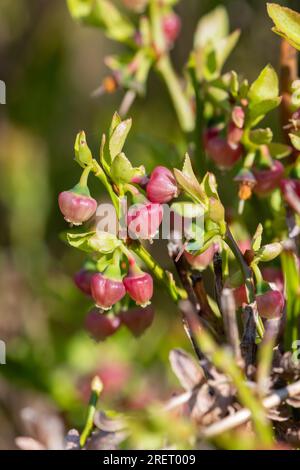 Nahaufnahme der blühenden Blüten europäischer Blaubeeren (vaccinium myrtillus) Stockfoto