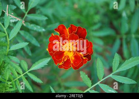 Einzelne rote gelbe Ringelblume. Am Abend von oben gesehen. Stockfoto
